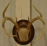 8-Point Whitetail Deer Rack On Oval Plaque