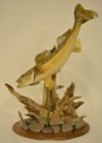 Walleye Chasing Cray Fish Taxidermy Display