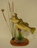 Large Mouth Bass Taxidermy Display