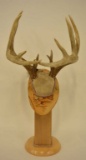 Unusual 12-Point Whitetail With Halo Rack
