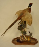 Flying Ring Neck Pheasant Mount Display