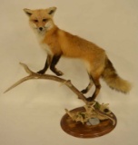 Full Body Red Fox Mount On Elk Antler Base