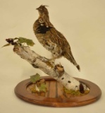 Ruffed Grouse With FanTail On White Birch