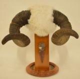 Full Curl Ram Skull With White Fur Wall Plaque