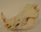 Full Wart Hog Skull