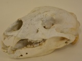 Full Black Bear Skull