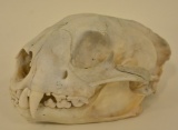 Full Mountain Lion Skull