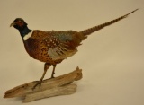 Standing Ring Neck Pheasant Mount Display