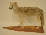 Full Body Coyote Mount On Base