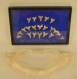 Shark Jaw & Shark Teeth Collection