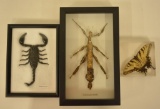 Lot of Three Insect Specimans