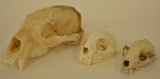 Lot Of Three Mountain Lion Skulls