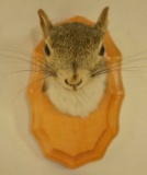 Squirrel Shoulder Mount On Plaque