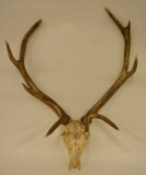 Elk Antler Skull Cap Mount