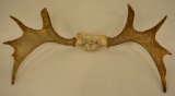 Small Moose Antler Skull Cap Mount