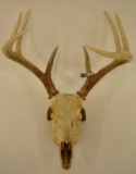 Deer Antler Skull Mount
