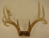 9-Point Deer Antler Skull Cap Mount