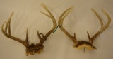 Pair Of Deer Antler Skull Cap Mounts