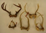 Lot Of Five Deer Antler Skull Cap Mounts