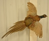 Flying Pheasant Full Body Mount