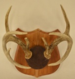 9-Point Whitetail Deer Antler Wall Plaque