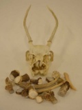 Whitetail Deer Skull Mount & Antler Pieces