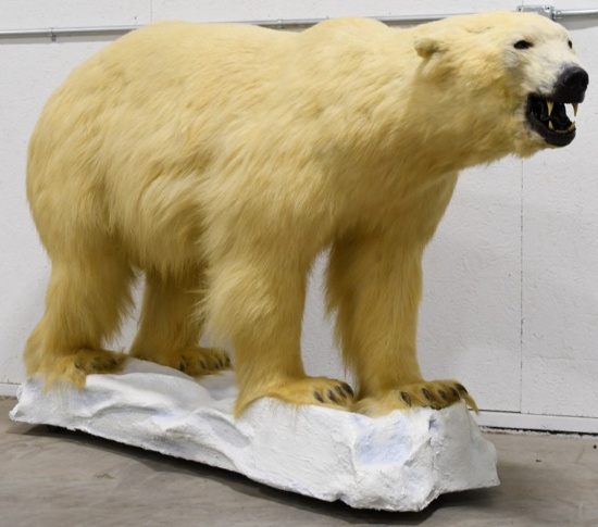 43rd Anniversary Auction - Taxidermy & Military