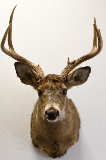 8-Point White Tail Deer Shoulder Mount