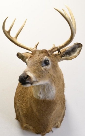 8-Point White Tail Deer Shoulder Mount