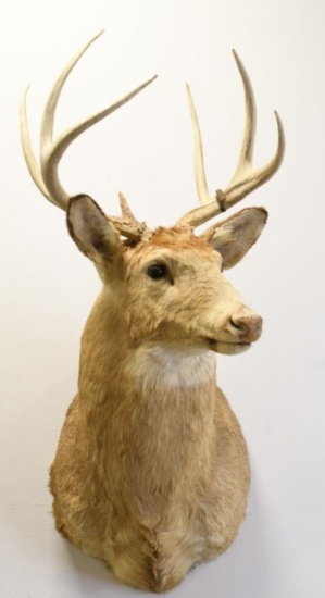 7-Point White Tail Deer Shoulder Mount