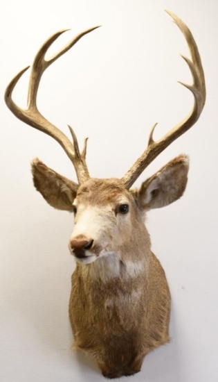 10-Point Mule Deer Shoulder Mount