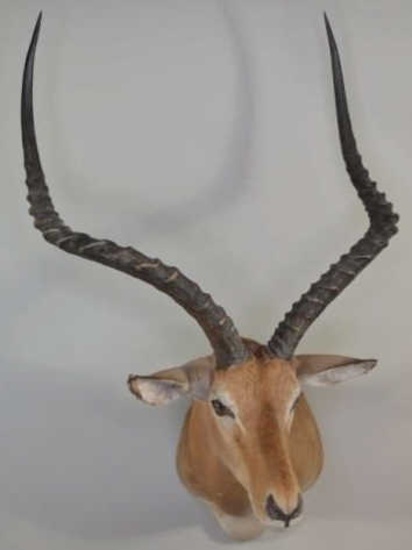 Impala Shoulder Mount