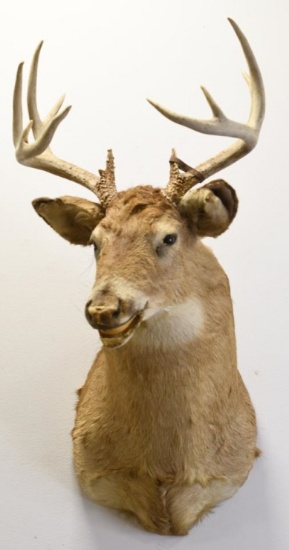 12-Point White Tail Deer Shoulder Mount