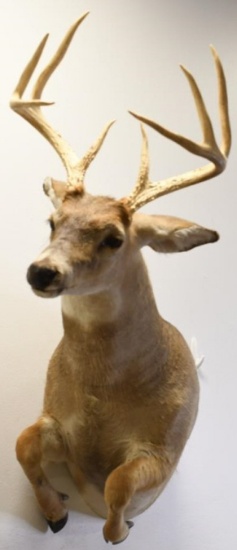 8-Point White Tail Deer Half Body Wall Mount