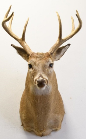 8-Point White Tail Deer Shoulder Mount