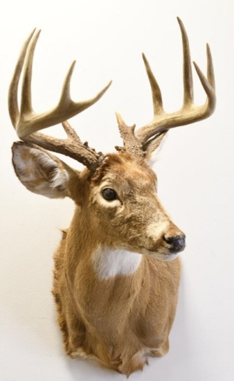 12-Point White Tail Deer Shoulder Mount