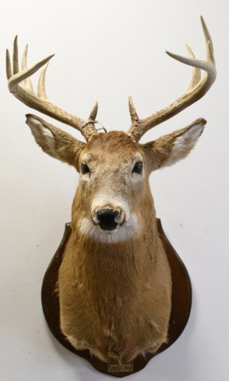 11-Point White Tail Deer Shoulder Mount