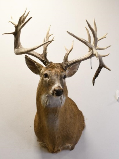 29-Point WhiteTail Deer Non-Typical Shoulder Mount