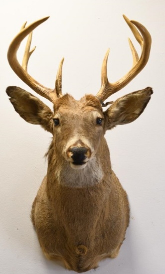 10-Point White Tail Deer Shoulder Mount