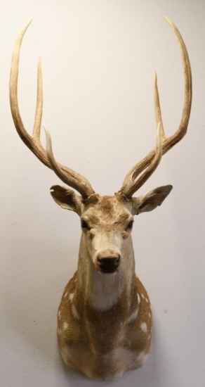 6-Point Chital Spotted Deer Shoulder Mount