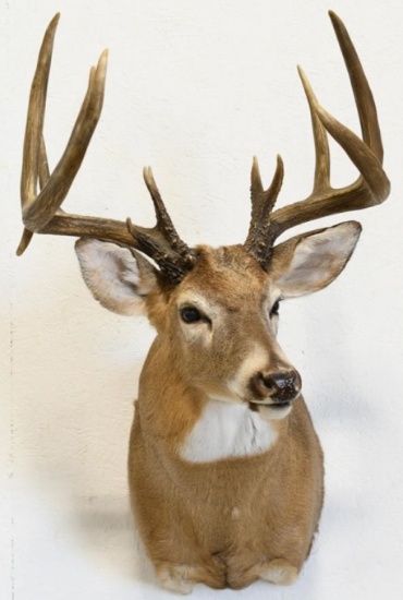 14-Point White Tail Deer Shoulder Mount