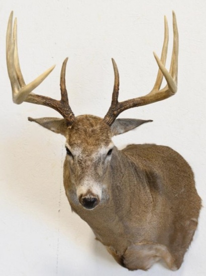 10-Point White Tail Deer Shoulder Mount