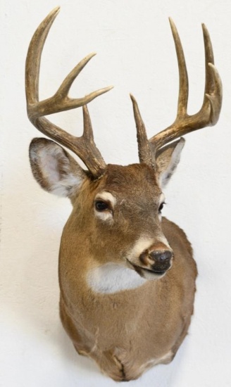 9-Point White Tail Deer Shoulder Mount