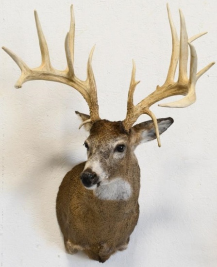 17-Point White Tail Deer Shoulder Mount