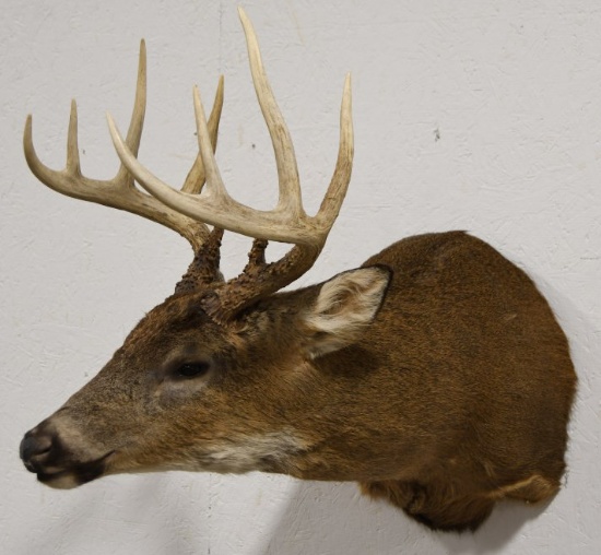 10-Point White Tail Deer Shoulder Mount