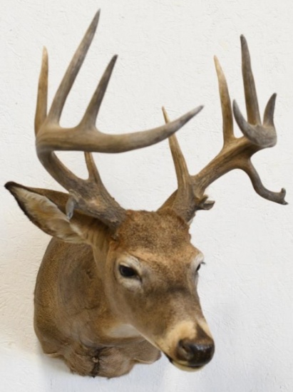 14-Point White Tail Deer Shoulder Mount