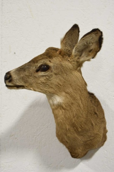 White Tail Deer Shoulder Mount