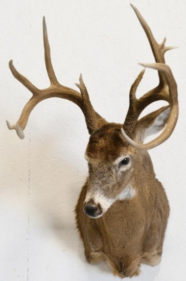 13-Point Mule Deer Shoulder Mount