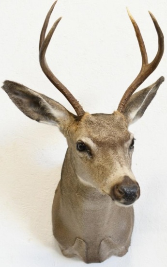 4-Point Mule Deer Shoulder Mount