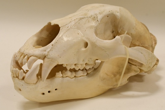 Large Full Polar Bear Skull
